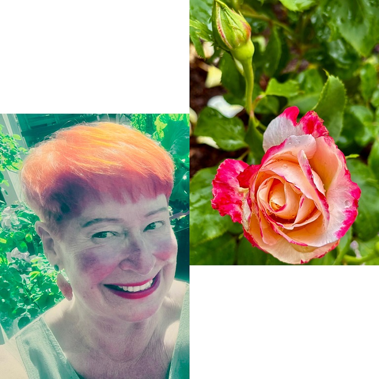 Hilkes Lieblingsrose